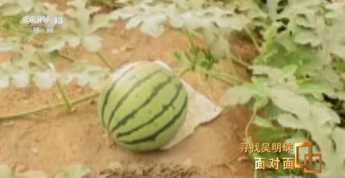安徽吃瓜,吃瓜也能吃出风味