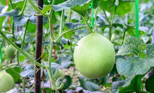 吃瓜吃太多了喉咙痛,警惕夏日饮食陷阱