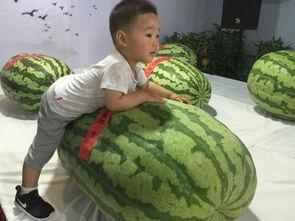 吃瓜意外事件,一场突如其来的风波揭秘