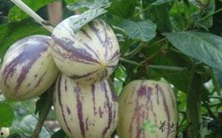 每天吃茄瓜,健康生活每一天