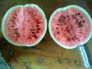 民勤吃瓜泡馍,吃瓜泡馍的独特风味体验